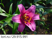 Лилия ОТ-гибрид Донато (лат. Lilium OT-hybrids Donato) Стоковое фото, фотограф lana1501 / Фотобанк Лори