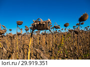 Image of fields of sunflowers (2017 год). Стоковое фото, фотограф Яков Филимонов / Фотобанк Лори