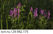 Цветущий мышиный горошек. Flowering tufted vetch. Close-up. Стоковое видео, видеограф Евгений Романов / Фотобанк Лори