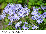 Цветы флокса растопыренного (Phlox divaricata L.) Стоковое фото, фотограф Ирина Борсученко / Фотобанк Лори