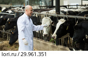 Veterinarian with cows in livestock farm. Стоковое фото, фотограф Яков Филимонов / Фотобанк Лори