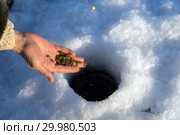 Зимняя рыбалка. Рука рыбака держит мотыль для подкормки рыбы над лункой. Стоковое фото, фотограф Светлана Попова / Фотобанк Лори