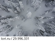Aerial Winter Forest, Paanajärvi, Karelia, Russia. Стоковое фото, фотограф Кирилл Трифонов / Фотобанк Лори