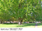 Огромный дуб черешчатый  (Quercus robur L.) в сквере. Потсдам, Германия. Стоковое фото, фотограф Ирина Борсученко / Фотобанк Лори