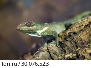 Knight anole Green lizard. Стоковое фото, фотограф Сергей Лаврентьев / Фотобанк Лори
