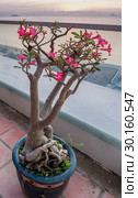 Адениум арабский (Adenium arabicum) с красными цветами, растет в горшке как бонсай (2015 год). Стоковое фото, фотограф Светлана Васильева / Фотобанк Лори