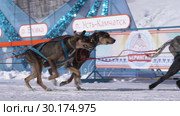 Детская гонка на собачьих упряжках "Дюлин" ("Берингия"). Slow motion (2019 год). Редакционное видео, видеограф А. А. Пирагис / Фотобанк Лори