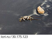 Ломбок. Индонезия. Краб на пляже . (2018 год). Стоковое фото, фотограф Галина Савина / Фотобанк Лори