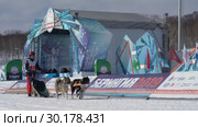 Детская гонка на собачьих упряжках "Дюлин" ("Берингия") (2019 год). Редакционное видео, видеограф А. А. Пирагис / Фотобанк Лори