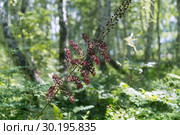 Цветок дикорастущего ядовитого растения чемерица чёрная (Veratrum nigrum L.) в лесу на фоне берёз. Стоковое фото, фотограф Светлана Попова / Фотобанк Лори