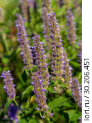 Лофант, или агастахис морщинистый (Agastache rugosa) Стоковое фото, фотограф Ольга Сейфутдинова / Фотобанк Лори
