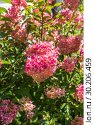 Гортензия метельчатая Ваниль Фрэз / Рени. Hydrangea paniculata Vanille Fraise / Rehny. Штамб. Стоковое фото, фотограф Ольга Сейфутдинова / Фотобанк Лори
