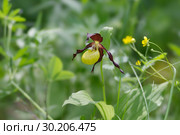 Растение Красной книги - Венерин башмачок настоящий (Cypripedium calceolus) в естественной среде обитания. Стоковое фото, фотограф Светлана Попова / Фотобанк Лори