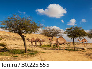 Camels dromedaries walking in the Negev desert, Israel (2019 год). Стоковое фото, фотограф Наталья Волкова / Фотобанк Лори