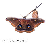The polyphemus moth, Antheraea polyphemus (Cramer), is one of our largest and most beautiful silk moths. Butterfly next to cocoon.  Isolated on white background. Стоковое фото, фотограф Ирина Кожемякина / Фотобанк Лори