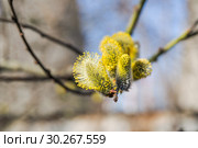 Мужские соцветия ивы козьей (Salix caprea) Стоковое фото, фотограф Алёшина Оксана / Фотобанк Лори