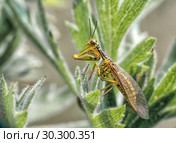 Mantispa perla. Стоковое фото, фотограф Богдан Погадаев / Фотобанк Лори