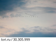 Гуси летят на север. Стоковое фото, фотограф Ирина Рябинина / Фотобанк Лори