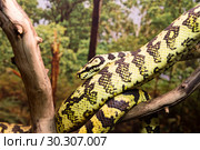 Ковровый питон (Carpet Python) Стоковое фото, фотограф Галина Савина / Фотобанк Лори