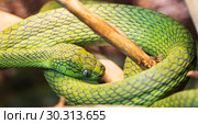 Змея зелёная бойга. Green Cat-eyed snake. Стоковое фото, фотограф Галина Савина / Фотобанк Лори
