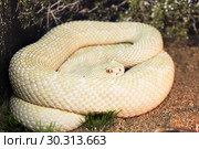 Змея гремучник прерийный (Crotalus oreganus lutosus), альбинос. Great Basin Rattlesnake. Стоковое фото, фотограф Галина Савина / Фотобанк Лори