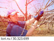 Young handsome man makes spring pruning of fruit trees. Стоковое фото, фотограф Акиньшин Владимир / Фотобанк Лори