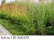 Кровохлебка лекарственная (Sanguisorba officinalis). Зеленые насаждения в природном стиле. Парк "Тюфелева роща", город Москва (2018 год). Стоковое фото, фотограф Щеголева Ольга / Фотобанк Лори