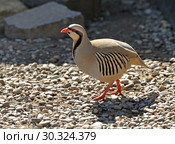 Rock partridge (Alectoris graeca) is gamebird in pheasant family, Phasianidae, of order Galliformes (gallinaceous birds) Стоковое фото, фотограф Валерия Попова / Фотобанк Лори