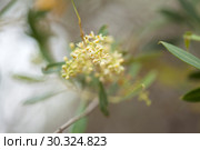 flowering olive tree. Стоковое фото, фотограф Tamara Kulikova / Фотобанк Лори