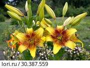 Лилии желтые, сорт Голден Стоун (Lilium asiatic  Golden Stone) растут в саду. Стоковое фото, фотограф Ирина Борсученко / Фотобанк Лори