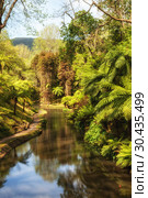 Giant ferns near the pond in the old beautiful park Terra Nostra, Furnas, Azores. Стоковое фото, фотограф Юлия Бабкина / Фотобанк Лори