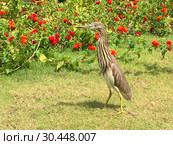 Индийская желтая цапля на берегу. Indian Pond Heron — Ardeola grayii (2019 год). Стоковое фото, фотограф Овчинникова Ирина / Фотобанк Лори