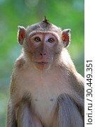 Макак-крабоед (лат. Macaca fascicularis) или яванский макак. Портрет обезьяны в Таиланде (2019 год). Стоковое фото, фотограф Григорий Писоцкий / Фотобанк Лори