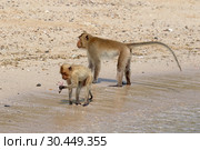 Макак-крабоед (лат. Macaca fascicularis) или яванский макак. Животные на берегу моря в Таиланде (2019 год). Стоковое фото, фотограф Григорий Писоцкий / Фотобанк Лори