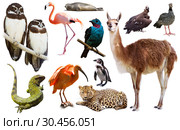Fauna of South America set. Стоковое фото, фотограф Яков Филимонов / Фотобанк Лори
