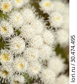 Flora of Gran Canaria - Ageratina adenophora. Стоковое фото, фотограф Tamara Kulikova / Фотобанк Лори