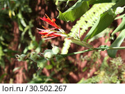 Канна индийская. Canna indica. Стоковое фото, фотограф Татьяна Пухова / Фотобанк Лори