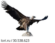 Big Griffon on stone on white background. Стоковое фото, фотограф Яков Филимонов / Фотобанк Лори