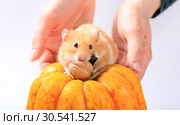 Voracious hamster close up. Стоковое фото, фотограф Яна Королёва / Фотобанк Лори