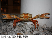 Атакующий краб. Стоковое фото, фотограф Татьяна Пухова / Фотобанк Лори