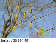 Тычиночные сережки цветущего граба обыкновенного (Carpinus betulus L.) Стоковое фото, фотограф Ирина Борсученко / Фотобанк Лори