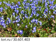 Chionodoxa forbesii or Forbes' glory-of-the-snow, bulbous perennial from south-west Turkey flowering in April. Russia. Стоковое фото, фотограф Валерия Попова / Фотобанк Лори