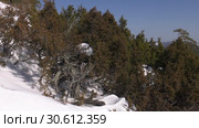 Уральские горы зимой. Морозный день. Куст можжевельника. Ural mountains in winter. Frosty day. Juniper bush. Стоковое видео, видеограф Евгений Романов / Фотобанк Лори