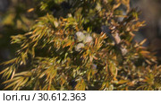 Уральские горы зимой. Морозный день. Куст можжевельника. Ural mountains in winter. Frosty day. Juniper bush. Стоковое видео, видеограф Евгений Романов / Фотобанк Лори