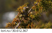 Уральские горы зимой. Морозный день. Куст можжевельника. Ural mountains in winter. Frosty day. Juniper bush. Стоковое видео, видеограф Евгений Романов / Фотобанк Лори