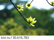 Курупита Гвианскя (couroupita guianensis). Листья дерева при контровом свете. Стоковое фото, фотограф Григорий Писоцкий / Фотобанк Лори