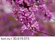 Blossoming of purple cercis siliquastrum in meadows of Europe. Стоковое фото, фотограф Яков Филимонов / Фотобанк Лори