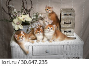 Kittens breed British shorthair with green eyes. Five kittens Golden Chinchilla color, and one Blue Golden Chinchilla color. Group portrait. Стоковое фото, фотограф Ирина Кожемякина / Фотобанк Лори