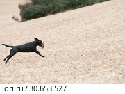 A black labrador retrieving a partridge. Стоковое фото, агентство Ingram Publishing / Фотобанк Лори