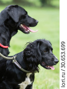 Gundogs; labrador and cocker spaniel at heel on a shoot day. Стоковое фото, агентство Ingram Publishing / Фотобанк Лори